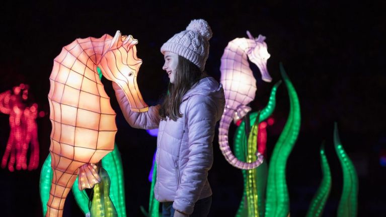 Dublin Zoo’s popular Wild Lights event cancelled for 2020