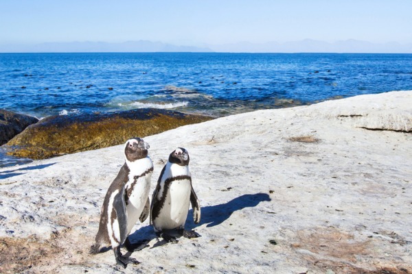 A same-sex penguin couple got engaged and are now incubating an egg