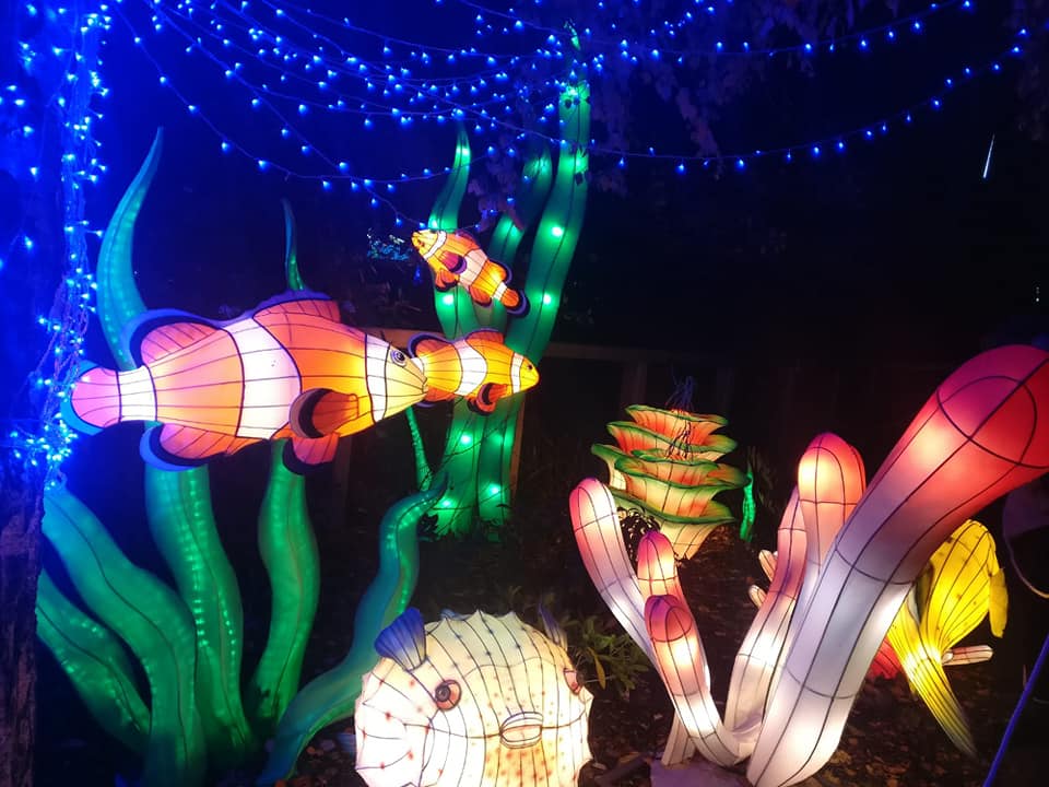I went to Wild Lights with my family and it was an absolutely magical experience