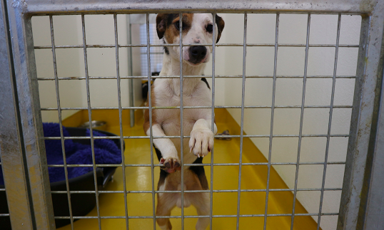 Looking to adopt? The ISPCA needs homes for 9 ‘fabulous’ rescue dogs
