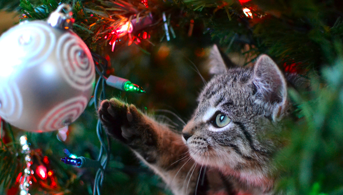 Argos has created the perfect Christmas tree for pet owners and it’s now reduced!