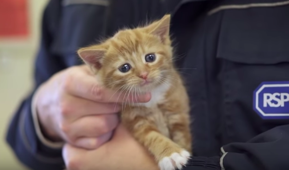 The RSPCA’s Christmas advert is legit too much cute