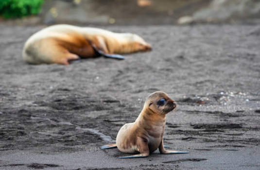 Six baby seals found decapitated in New Zealand