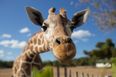 Giraffes have officially been added to the endangered species list