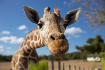 Giraffes have officially been added to the endangered species list