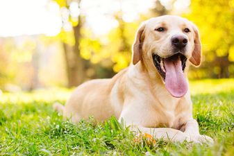 California has become the first state to ban the sale of animals from breeders in pet shops