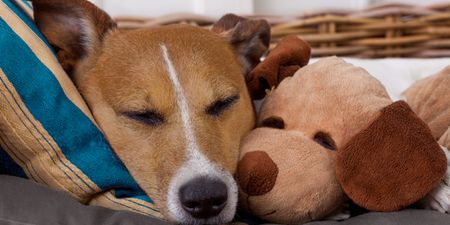 Research could now show that dogs form emotional attachment to toys, just like children