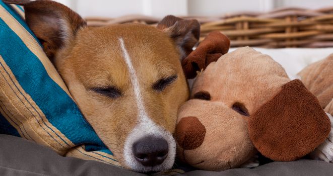 Research could now show that dogs form emotional attachment to toys, just like children