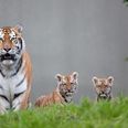 Dublin Zoo have asked the public to help them name their new cubs