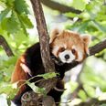 A red panda has gone missing from Belfast Zoo and is currently roaming the streets