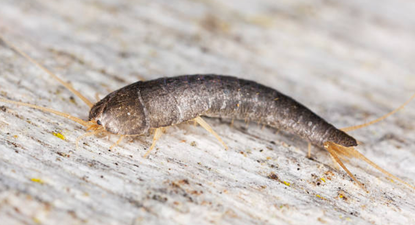 ‘Skin eating insects’ to invade our homes during the cold spell