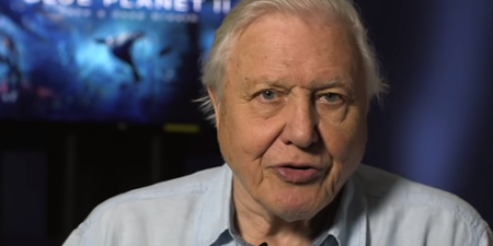 BBC announce David Attenborough has two nature documentaries coming this year