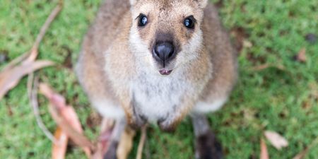 Video captures baby kangaroo’s first time peeping out of his mother’s pouch