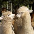 Alpaca therapy is being used in a UK nursing home and it’s hugely successful for people with dementia