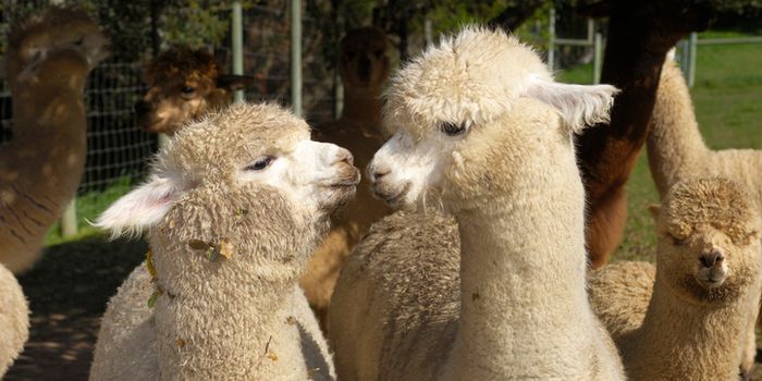 Alpacas therapy is being used in a UK nursing home and it's hugely successful for people with dementia