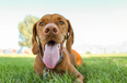 Dog owners warned about effects of Xylitol after one dog passes away