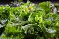 Organic kale recalled from SuperValu and Dunnes over health and safety fears