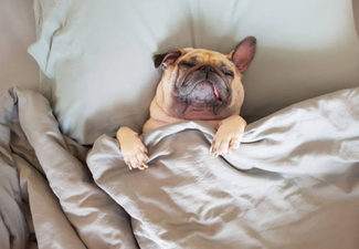 There’s a new mini staircase to make it easier for your dog to hop up on the bed