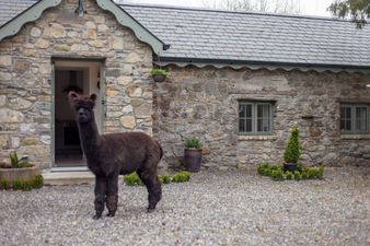 This alpaca farm in Laois is available to rent on Airbnb and it is too cute