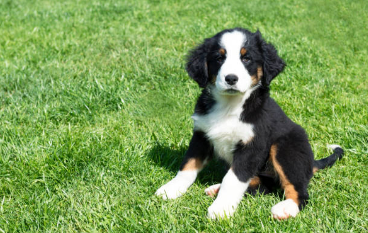 The search is on! Do you think your family have Ireland cutest puppy?