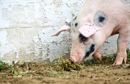 Primary school in UK facing criticism for raising two pigs for slaughter