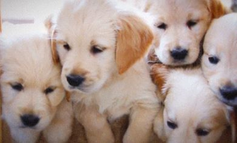 The UK will be introducing a complete ban on puppy farms by 2020