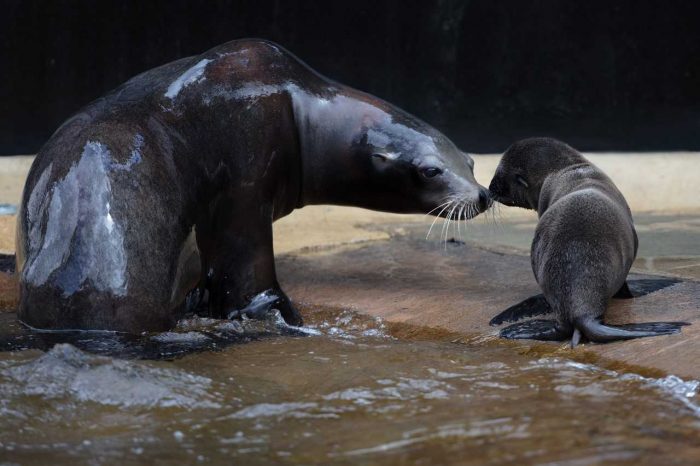 Dublin Zoo has welcomed three new sea lion pups and just LOOK at the cuteness