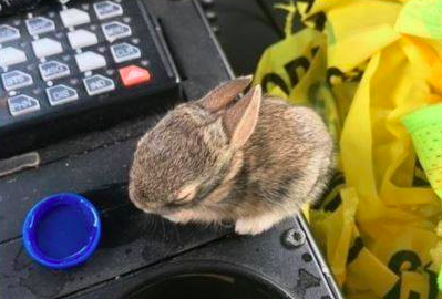 Baby rabbits abandoned by mother rescued by police officer in New Mexico