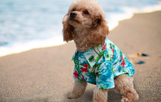 You can now buy a Hawaiian shirt for your dog and sorry, how cute?