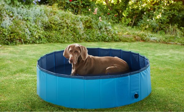 Lidl has released a doggy paddling pool and we’re buying one ASAP