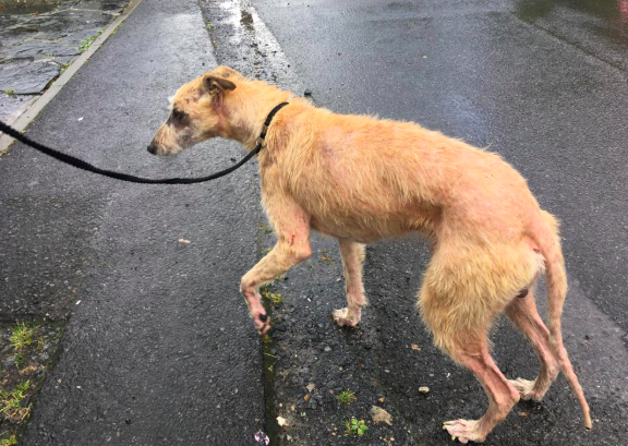 ISPCA seek information after rescuing dog with severe malnutrition in Longford