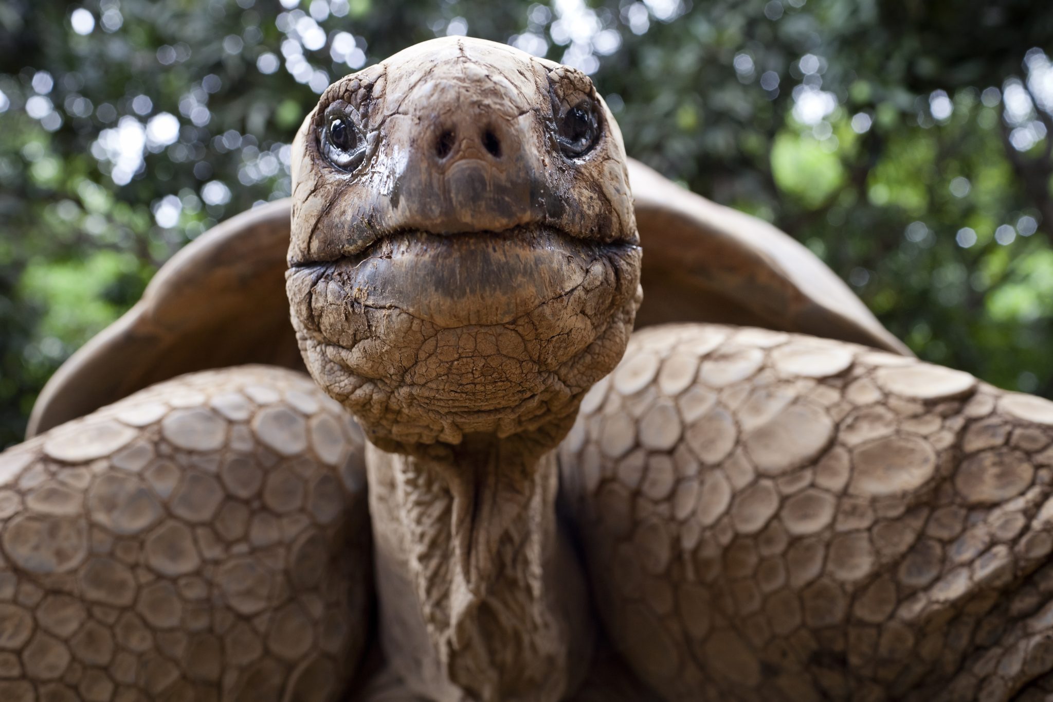 This 100-year-old Galapagos giant tortoise has fathered over 1,000 children