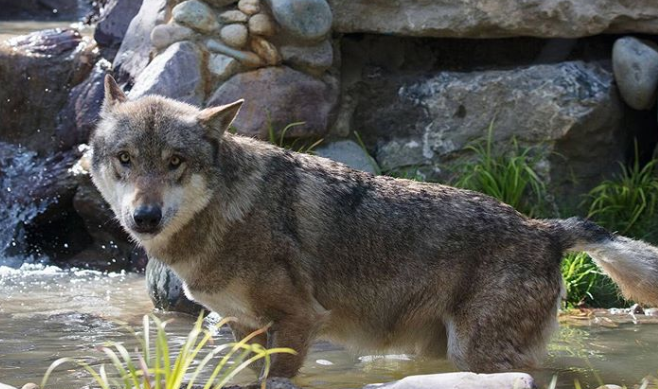 There’s a new habitat open in Dublin Zoo that’s dedicated to wolves