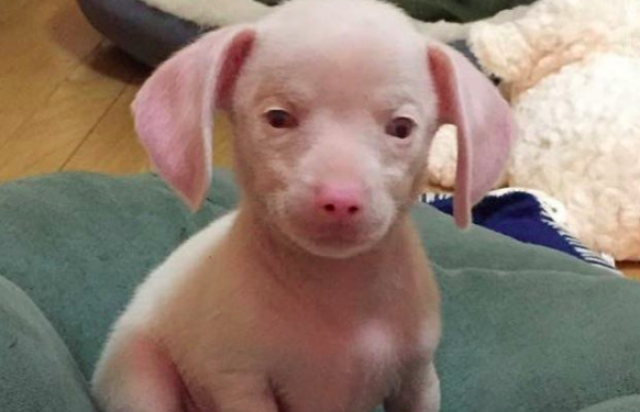 A blind and deaf pink puppy named Piglet is teaching children all about inclusion