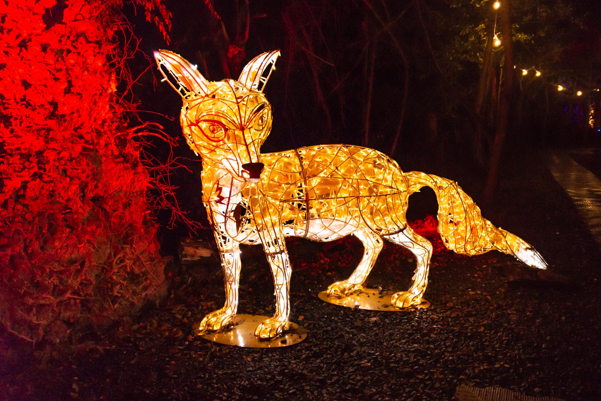 We got a sneak preview of the new Wonderlights trail and it really is WONDERful