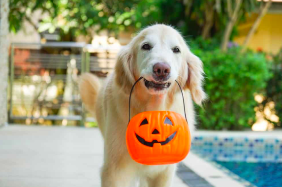 We asked an expert how to ensure our cats and dogs aren’t spooked, this Halloween
