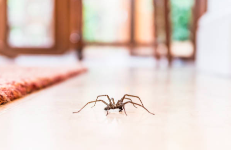 The definitive guide to keeping spiders out of your home this winter