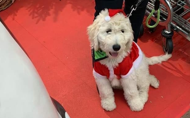 Puppies were training in Dublin Airport this morning, all dressed up in Christmas outfits