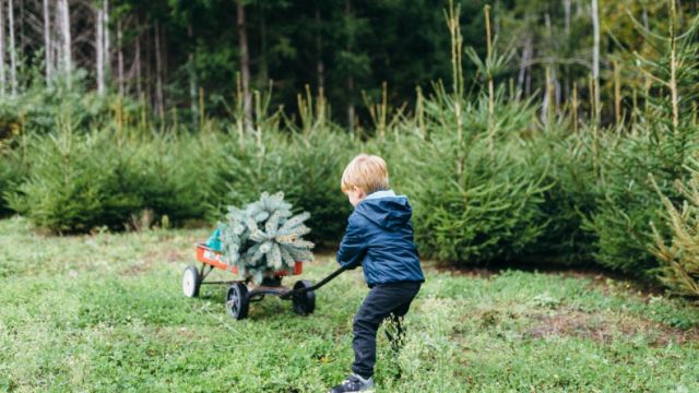 The ugly truth behind your plastic Christmas tree might make you swap it for a real one this year