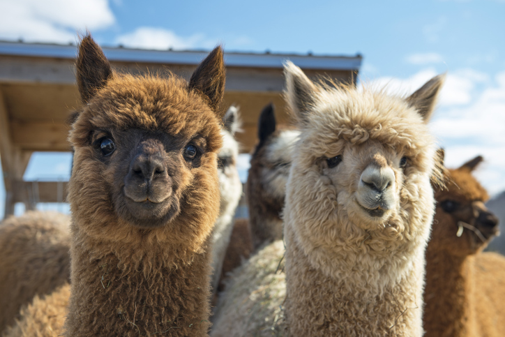Wicklow to host a magical Christmas market… featuring festive alpacas