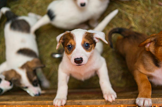ISPCA urges public not to buy or give puppies as presents for Christmas