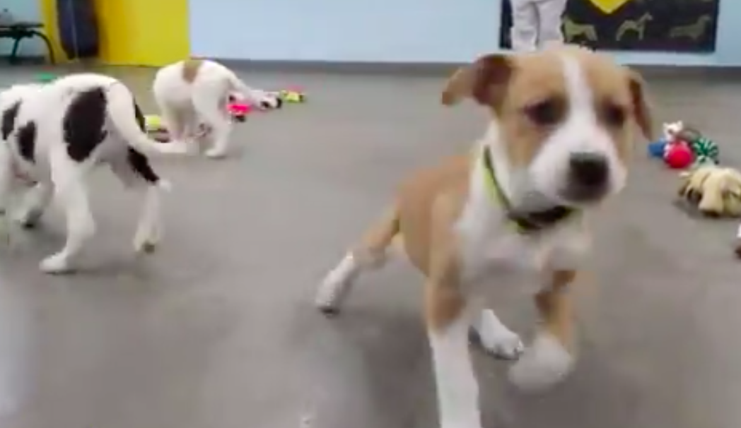 Dogs Trust are letting pups pick their own Christmas presents and sorry, bawling