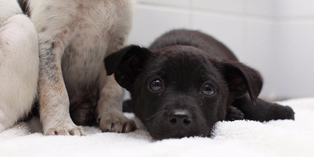 DSPCA needs forever homes for 4 puppies abandoned just before Christmas