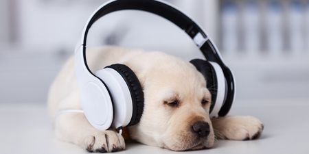 Spotify is releasing playlists and podcasts for your pets