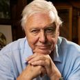 David Attenborough’s spectacular new documentary will be shown in Irish cinemas with a Q&A after