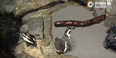 Feeling overwhelmed? An aquarium livestream might be a decent distraction