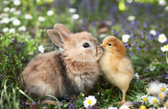 10 fun facts about bunnies and chicks that you definitely didn’t know