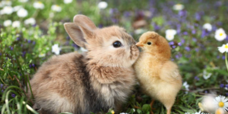 10 fun facts about bunnies and chicks that you definitely didn’t know