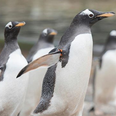 Baby penguins have hatched at Edinburgh Zoo, and Instagram really needed that news