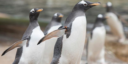 Baby penguins have hatched at Edinburgh Zoo, and Instagram really needed that news